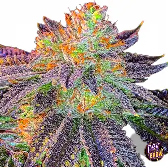 Sementes Regulares Mazzeta...