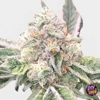 Graines régulières Crazy...