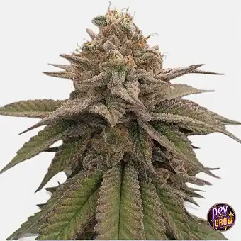 Sementes Regulares Bloody...