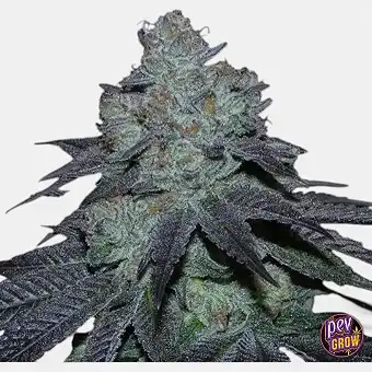 Semillas Regulares...