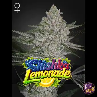 Shishka Lemonade Féminisées...