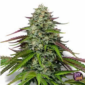 Semi Auto Garlic Budder –...