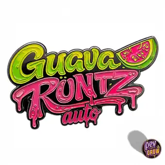 Guava Runtz Auto Magsemetek...