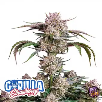 Strawberry Gorilla Auto...