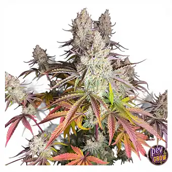 Fruit Bomb Punch Feminized...