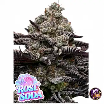 Rose Soda feminisierte...