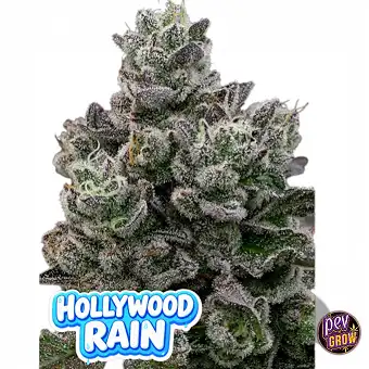 Hollywood Rain...