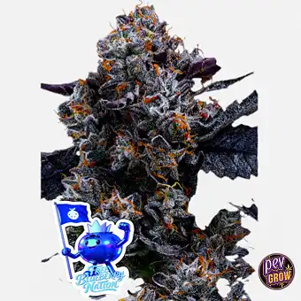 Gratis Free Blueberry...