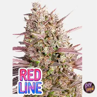 Red Line Feminizatuak –...