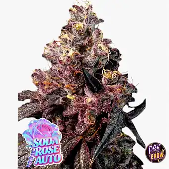 Auto Rose Soda magvak...