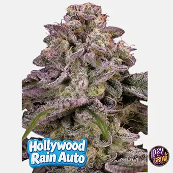 Hollywood Rain Auto Zaden –...