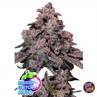 Mangosteen Glitch Auto...