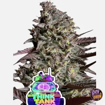 Llavors Think Tank Auto –...
