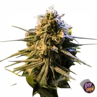 Graines Auto Orange Gorilla...
