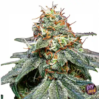 Banana Cream OG nőstény...