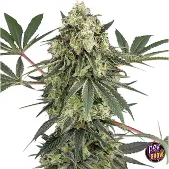 Acai Bacio-feminiserade...