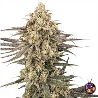 Frosted Grapes XXL...