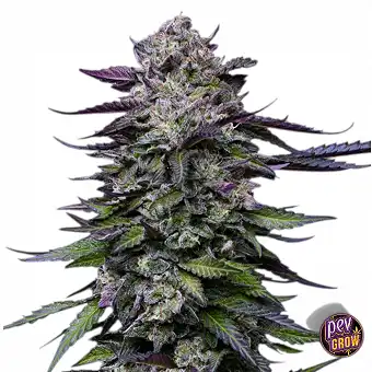Candy Hustle Feminized...