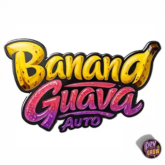 Semi Banana Guava Auto –...