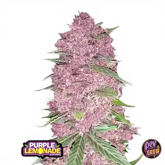 Semi di Purple Lemonade...