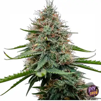 Poison Cookies Limited...