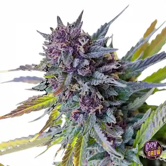 Sementes Purple Lemon Tree...