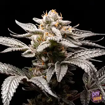 Auto Suguz-ren Seedak –...