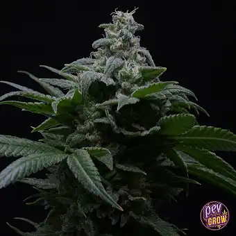 Sementes Auto Hibiscus –...