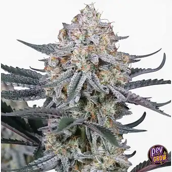 Насіння Guava Sundae Auto –...