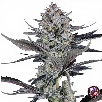 Mendo Guava Auto Samen –...