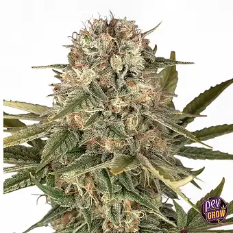 Семена Master Kush Regular...