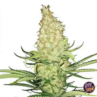 G13 Haze Regulārās sēklas –...