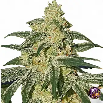 Afghan Hash Plant...