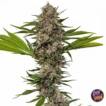 MAC 1 Feminized Seeds –...