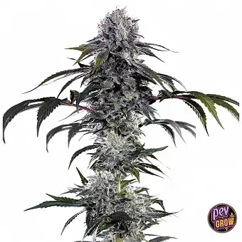 Durban Z F1 Hybrid...