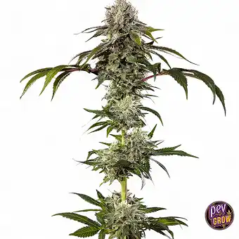 Durban Poison nőstény magok...
