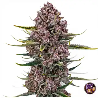 Насіння Purplenade XXL Auto...