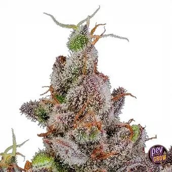 Rainbow Breath Auto seemned...