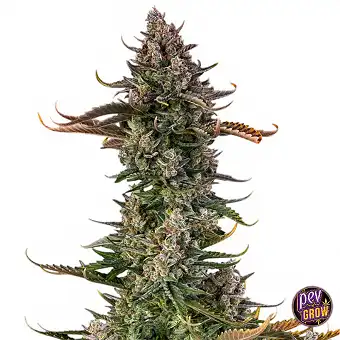 Triangle Kush Auto Semi –...