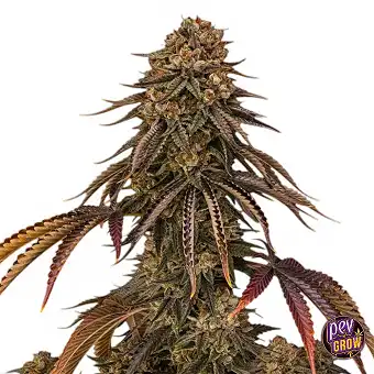 Tropical Velvet Fast CBD...