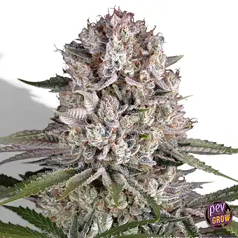 Semillas de Amnesia Haze...