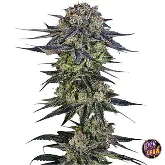 Julian Marley Special...