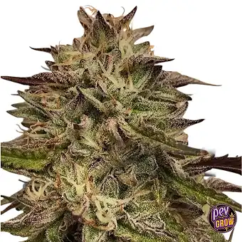 Llavors Feminizades Chem...