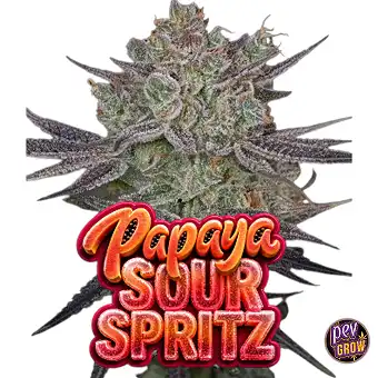 Llavors de Papaya Sour...