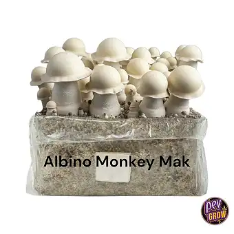 Albino Monkey Mak...