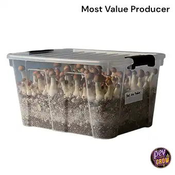 Kit de Cultivo Most Value...