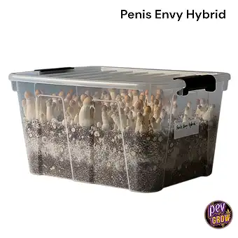 Penis Envy Hibrido...