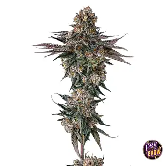 Orange Moon feminisierte...