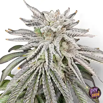 Yuzu Grape Kush...