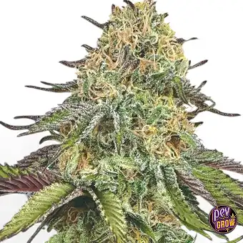 Auto Lemon Cherry Gelato...